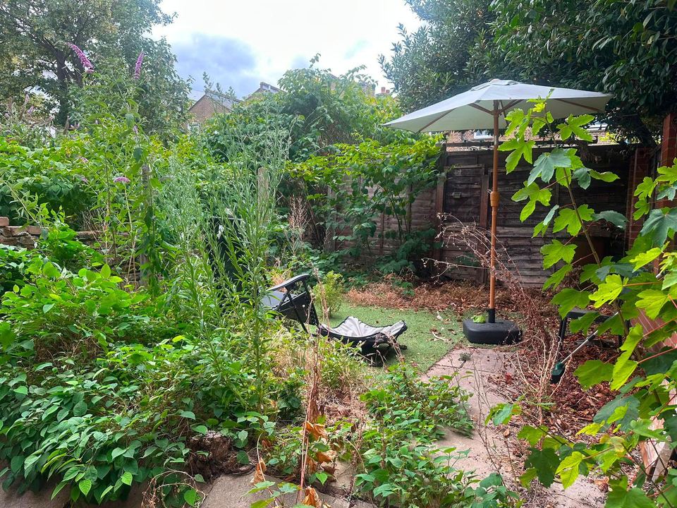 Garden with climbing plants and seating